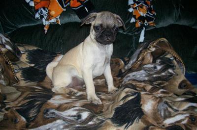 Pug Puppies for Sale