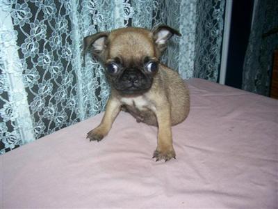 Pug Puppies for Sale