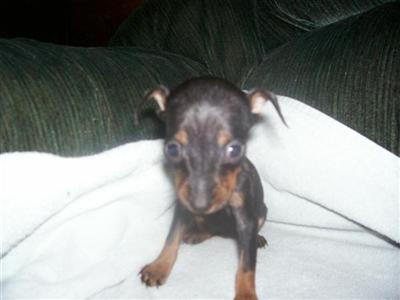 Miniature Pinscher Puppies for Sale