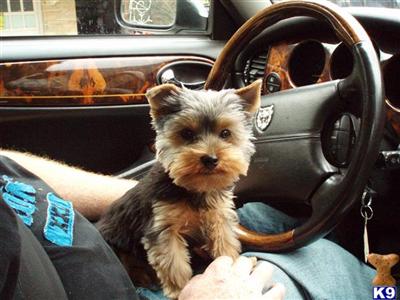Stud Dogs - Yorkshire Terrier