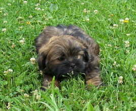 Lhasa Apso Puppies for Sale