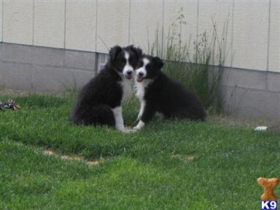 Australian Shepherd Puppies for Sale