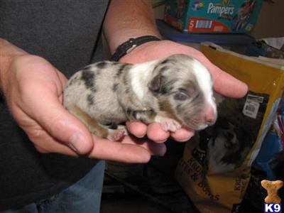 Australian Shepherd Puppies for Sale