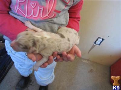 Australian Shepherd Puppies for Sale