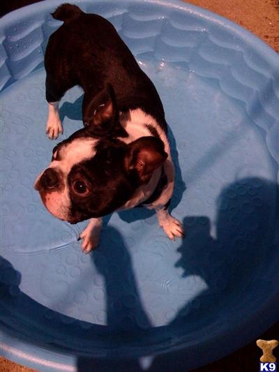 Stud Dogs - Boston Terrier
