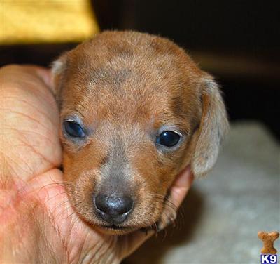 Puppies in TX