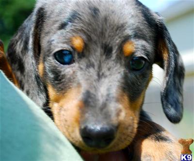 Puppies in TX
