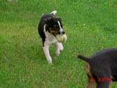 Dogs - Rat Terrier