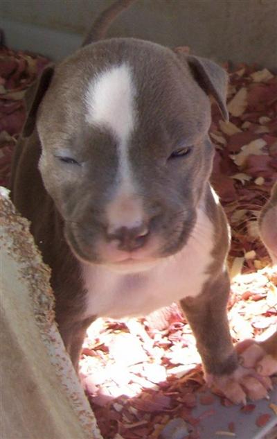 Puppies in AR