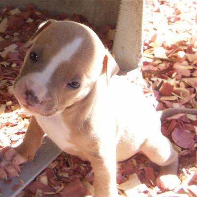 Puppies in AR