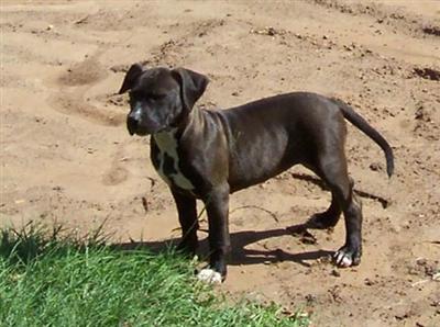 Puppies in AR
