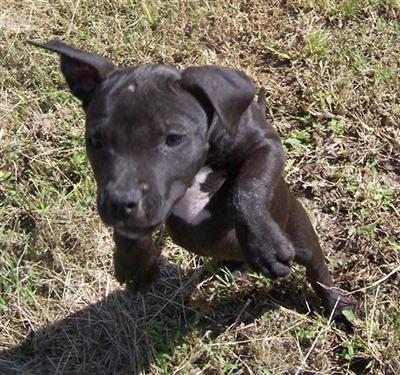 Puppies in AR
