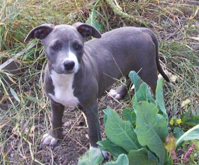 Puppies in AR