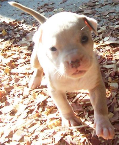 Puppies in AR