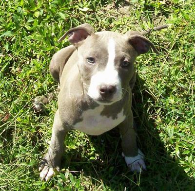 Puppies in AR