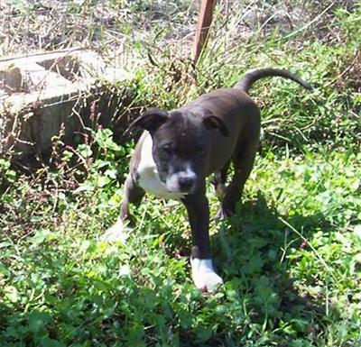 Puppies in AR