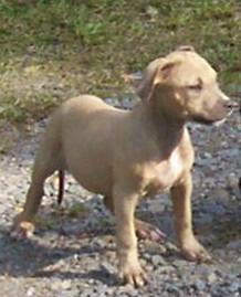 Puppies in AR