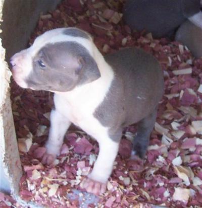 Puppies in AR