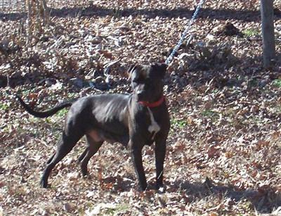 Dogs for Sale in AR