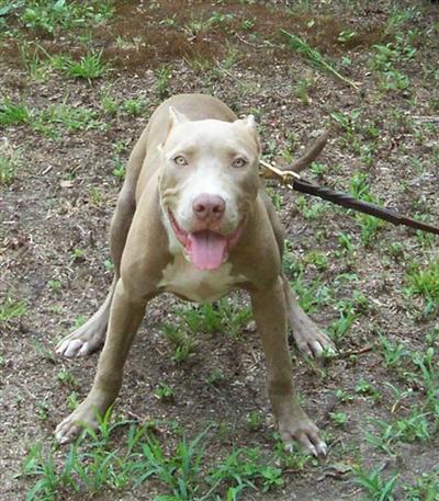 Dogs for Sale in AR