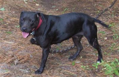 Dogs - American Pit Bull
