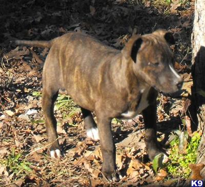 Puppies in AR
