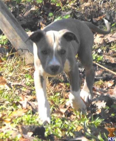 Puppies in AR