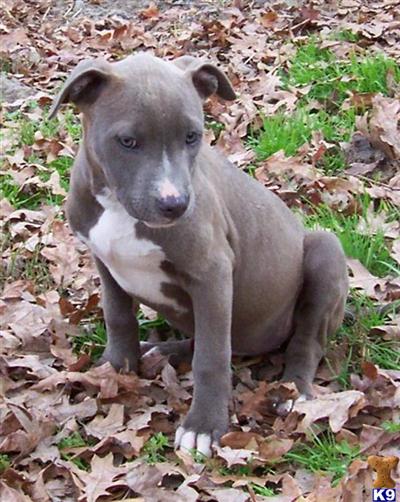 Puppies in AR