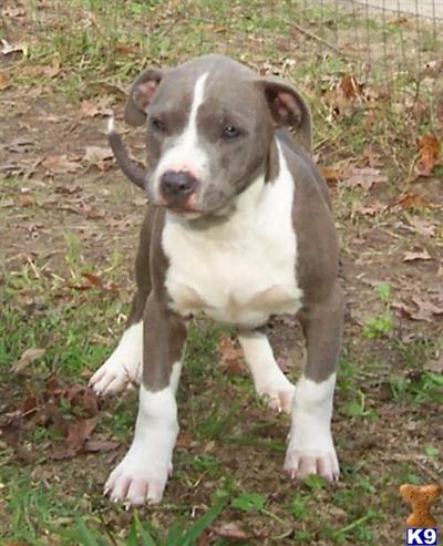 Puppies in AR