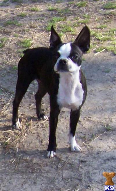 Dogs for Sale