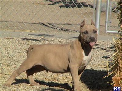 Dogs for Sale