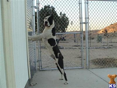 Dogs for Sale