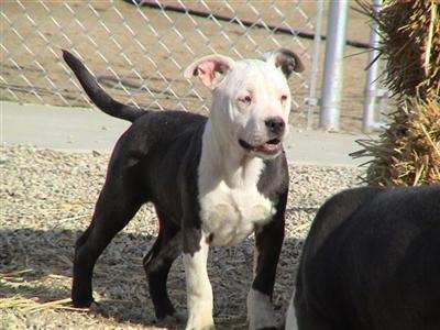 Dogs - American Pit Bull