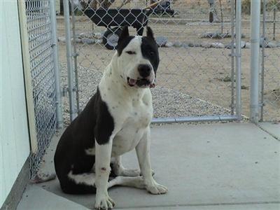 Dogs - American Pit Bull