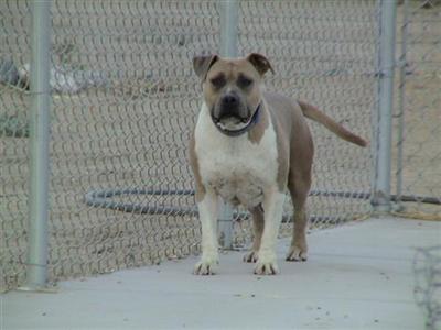 Dogs for Sale in CA