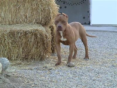 Dogs - American Pit Bull