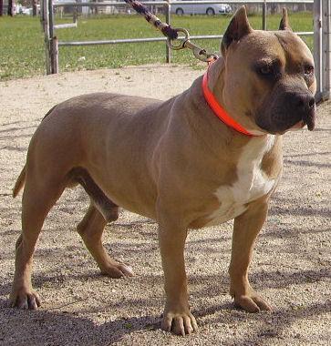 Dogs - American Pit Bull