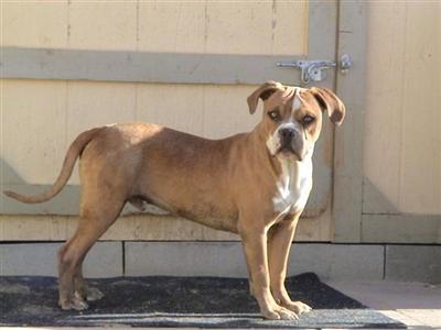 Dogs for Sale in CA