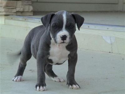 American Pit Bull Puppies for Sale