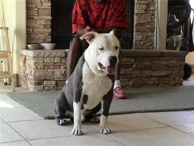 Dogs for Sale in CA