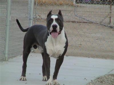 Dogs for Sale in CA