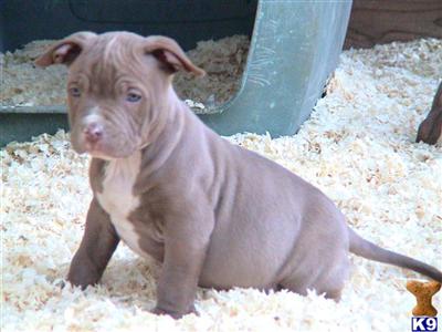 Puppies in CA