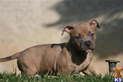 Puppies in CA