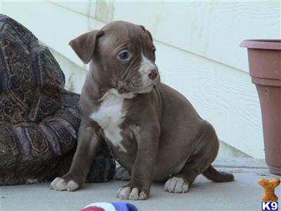 Puppies in CA