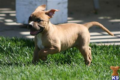 Puppies in CA