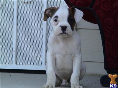 Puppies in CA