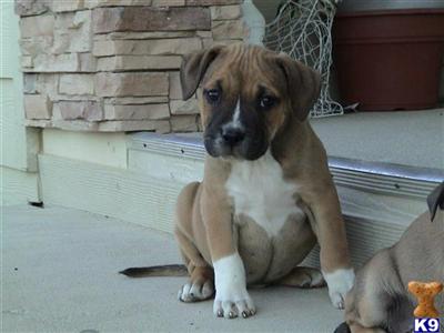 Puppies in CA