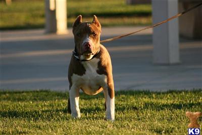 Puppies in CA
