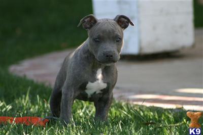 Puppies in CA