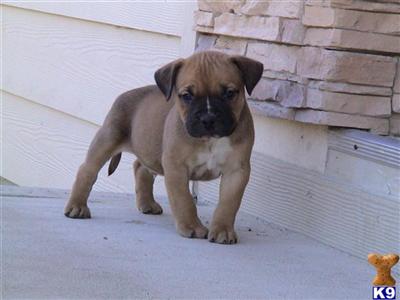 Puppies in CA